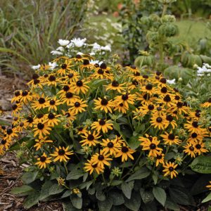Little Goldstar Black-Eyed Susan (Rudbeckia fulgida var. sullivantii 'Little Goldstar') - 1 gallon