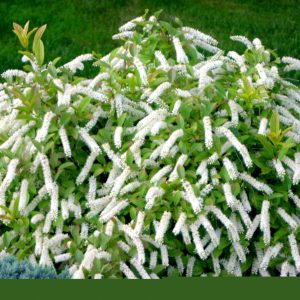 Little Henry® Sweetspire (Itea virginica 'Sprich') - 3 gallon 15"