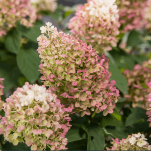 Little Hottie® Panicle Hydrangea (Hydrangea 'P Little Hottie') - 3 gallon