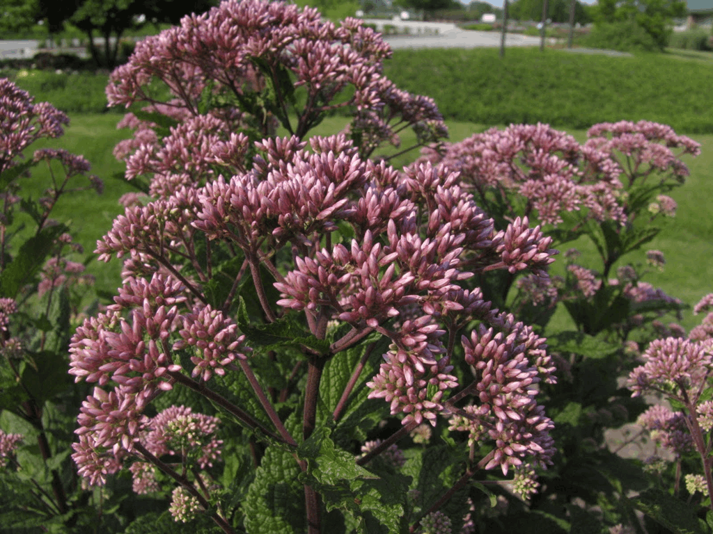 Little Joe™ Compact Joe-Pye Weed (Eupatorium purpureum 'Little Joe') - 2 gallon