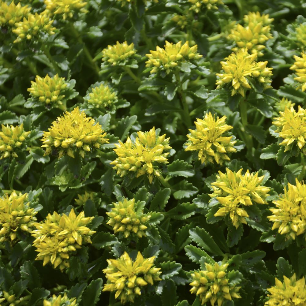 Little Miss Sunshine Stonecrop (Sedum little 'Miss Sunshine') - 1 gallon
