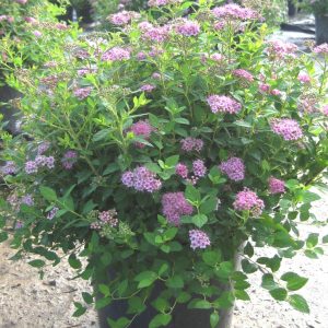 Little Princess Spiraea (Spiraea japonica 'Little Princess') - 2 gallon 12"