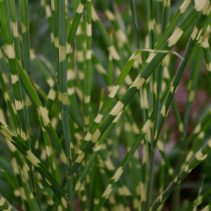 Little Zebra Maiden Grass (Miscanthus sinensis 'Little Nicky') - 3 gallon