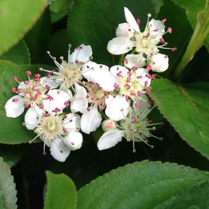 Low Scape Mound® Chokeberry (Aronia 'Low Scape Mound') - 3 gallon 15"