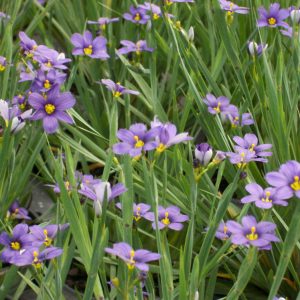 Lucerne Blue Eyed Grass (Sisyrinchium angustifolium 'Lucerne') - 1 gallon