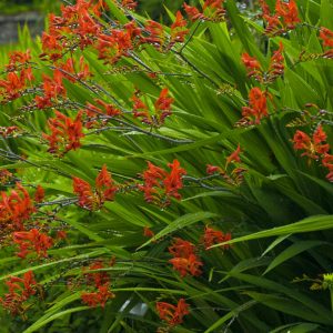 Lucifer Montbretia (Crocosmia x crocosmiiflora 'Lucifer') - 1 gallon