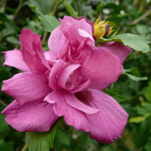 Lucy Rose of Sharon (Hibiscus syriacus 'Lucy') - 3 gallon 18"