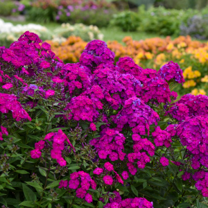 Luminary® 'Ultraviolet' Tall Garden Phlox (Phlox paniculata 'Luminary Ultraviolet') - 1 gallon