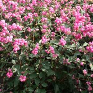 Magical® Galaxy Snowberry (Symphoricarpos 'Sweet Kolmagics') - 3 gallon 15"