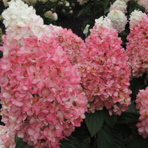 Magical® Ruby Snow Hydrangea  (Hydrangea 'P Ruby Snow') - 3 gallon
