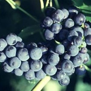 Mars Grape (Vitis mars 'Mars') - 1 gallon