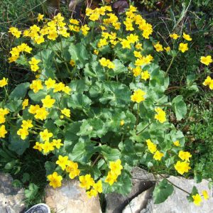 Marsh Marigold (Caltha palustris) - 1 gallon