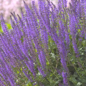 May Night Wood sage (Salvia nemorosa 'May Night') - 1 gallon