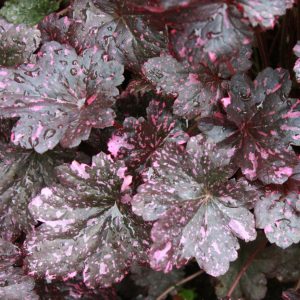 Midnight Rose Coral Bells (Heuchera midnight 'Midnight Rose') - 1 gallon