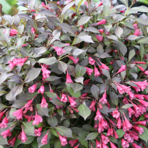 Midnight Wine Shine® Weigela (Weigela florida 'Elvera') - 1 gallon