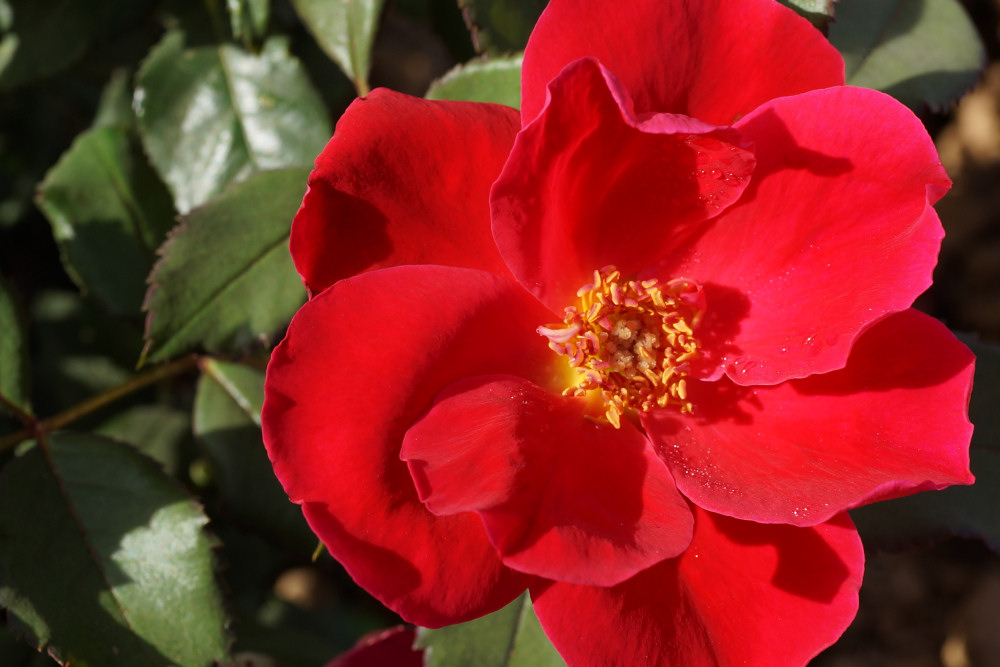 Miracle on the Hudson™ Rose (Rosa miracle 'On The Hudson') - 3 gallon