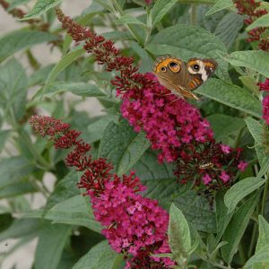 'Miss Molly' Butterfly Bush (Buddleia x 'Miss Molly') - 3 gallon