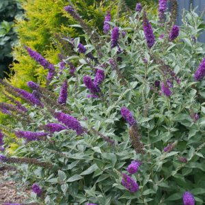 'Miss Violet' Butterfly bush (Buddleia x ’Miss Violet’) - 3 gallon