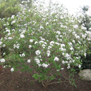 Mohawk Viburnum (Viburnum x burkwoodii 'Mohawk') - 3 gallon 15"