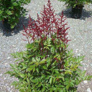 Montgomery Astilbe (Astilbe japonica 'Montgomery') - 1 gallon