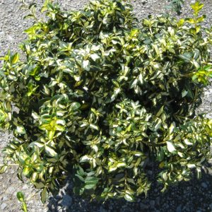 Moonshadow™ Euonymus (Euonymus fortunei 'Moonshadow') - 2 gallon 10"