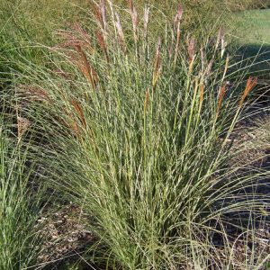 Morning Light Maiden Grass (Miscanthus sinensis 'Morning Light') - 1 gallon
