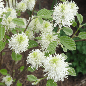 Mount Airy Dwarf Fothergilla (Fothergilla gardenii 'Mount Airy') - 2 gallon