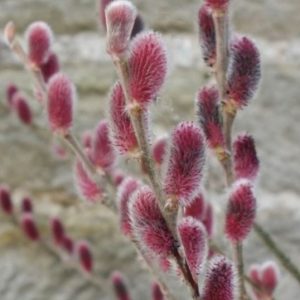 Mount Aso Pussy Willow (Salix G 'Mount Aso') - 3 gallon 15"