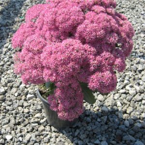 Mr. Goodbud Stonecrop (Sedum x 'Mr. Goodbud') - 1 gallon