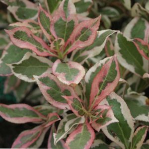 My Monet® Weigela (Weigela x 'Verweig') - 1 gallon 8"