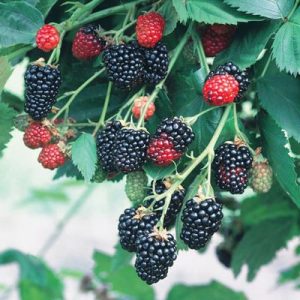 Natchez Blackberry (Rubus natchez) - 1 gallon 12"