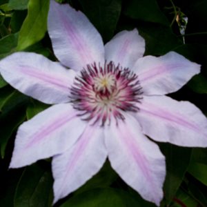 Nelly Moser Clematis (Clematis 'Nelly Moser') - 1 gallon