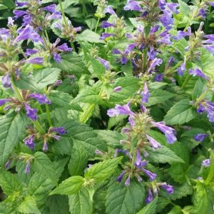 Neptune Catmint (Nepeta neptune) - 1 gallon