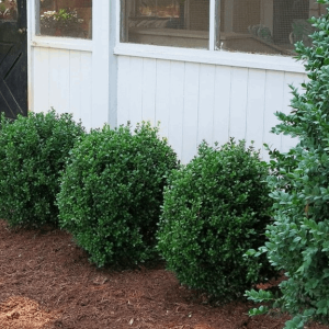 NewGen Freedom® Boxwood (Buxus newgen 'Freedom') - 3 gallon 12-15"
