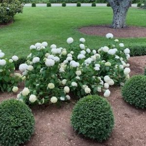 NewGen Independence® Boxwood (Buxus newgen 'Independence') - 3 gallon 12-15"