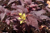 Nightglow® Bush Honeysuckle (Diervilla sessilifolia 'Nightglow') - 3 gallon 15"