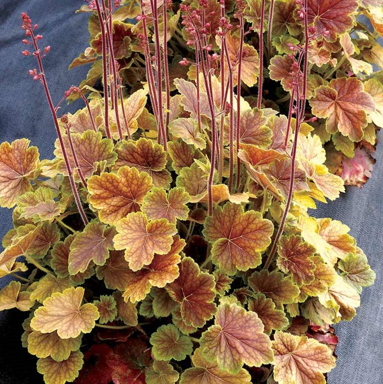 Northern Exposure™ Sienna Coral Bells (Heuchera 'Northern Exp. Sienna') - 1 gallon