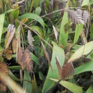 Northern Sea Oats (Chasmanthium latifolium 'Chas. Latifolium') - 1 gallon