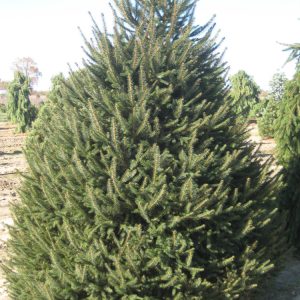 Norway Spruce (Picea abies) - 2 gallon 18"