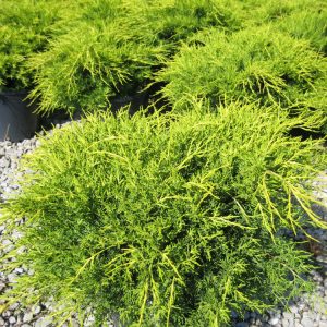 Old Gold Juniper (Juniperus chinensis 'Old Gold') - 3 gallon 12-15"