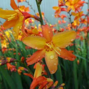 Orange Pekoe Montbretia (Crocosmia x 'Orange Pekoe') - 1 gallon