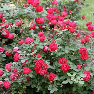 Oso Easy Double Red® Rose (Rosa 'Oso Easy Double Red') - 1 gallon