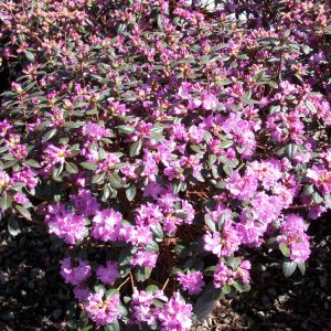 PJM Elite Rhododendron (Rhododendron 'PJM Elite') - 3 gallon 15"