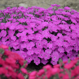 'Paint the Town Fuchsia' Pinks (Dianthus paint 'The Town Fuchsia') - 1 gallon