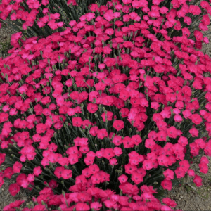 'Paint the Town Magenta' Pinks (Dianthus paint 'The Town Magenta') - 1 gallon