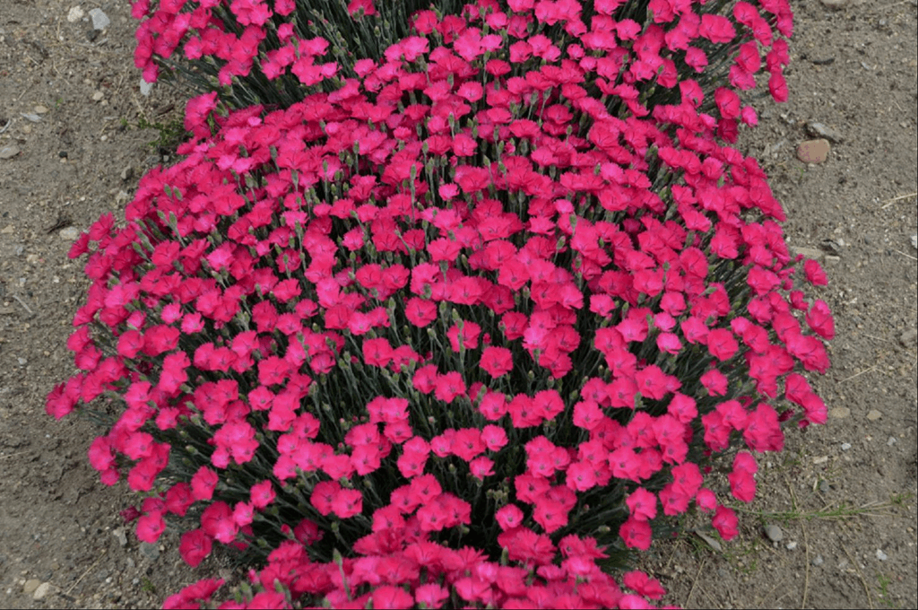 'Paint the Town Magenta' Pinks
(Dianthus paint 'The Town Magenta') - 1 gallon