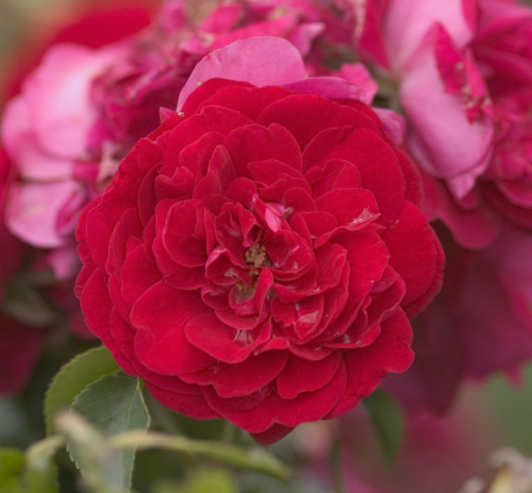 Paint the Town Rose (Rosa E.E 'Paint The Town') - 2 gallon