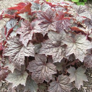 Palace Purple Coral Bells (Heuchera palace 'Palace Purple') - 1 gallon