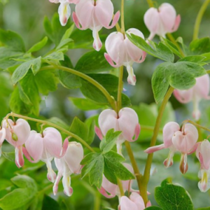 Pale Pink Bleeding Heart (Dicentra spectabilis 'Cupid') - 1 gallon