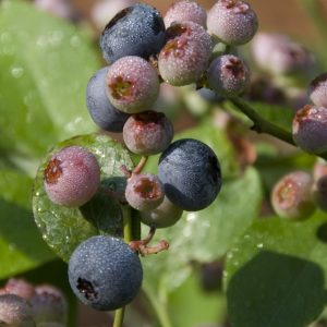 Patriot Highbush Blueberry (Vaccinium patriot 'Patriot') - 1 gallon 10"